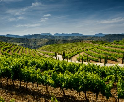 Треба допомога від ЄС виноградарському сектору Іспанії