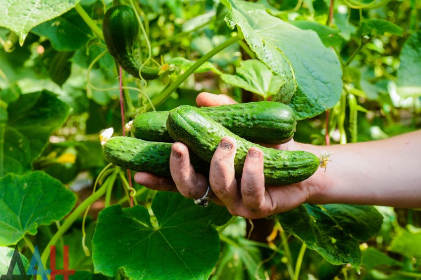 Виробники огірків Шпревальд зіткнулись з серйозними проблемами Виробники огірків Шпревальд зіткнулись з серйозними проблемами