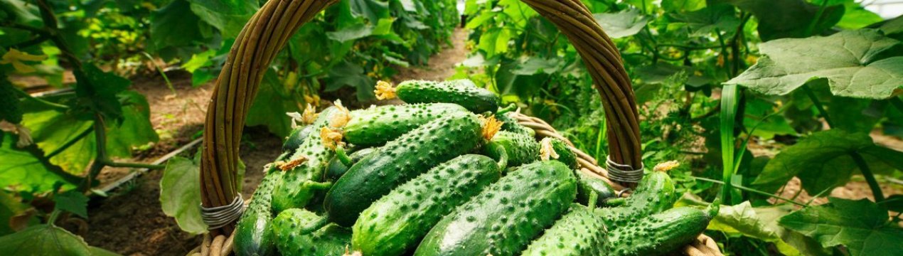 Виробники огірків Шпревальд стикаються з серйозними проблемами