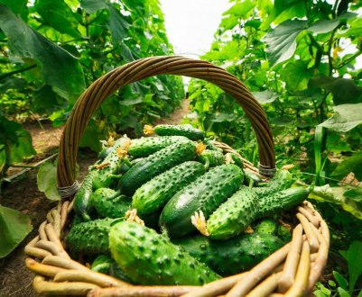 Виробники огірків Шпревальд стикаються з серйозними проблемами