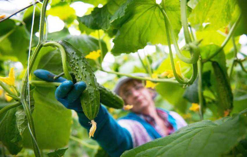 Виробники огірків Шпревальд зіткнулись з серйозними проблемами Виробники огірків Шпревальд зіткнулись з серйозними проблемами