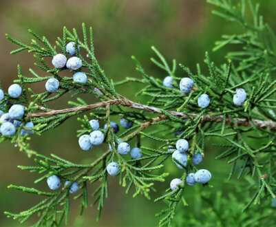 Смерека в ландшафтному дизайні