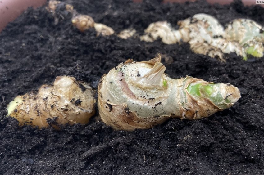 Імбирь Імбирь