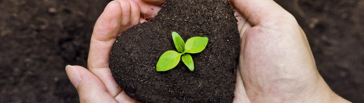 8 видів органічних речовин для ґрунту