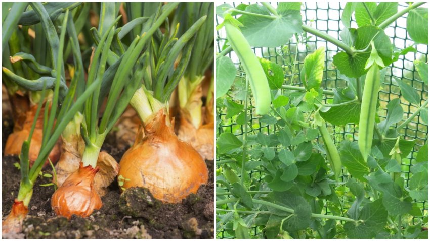 Несумісні сусіди ─ цибуля і горох Несумісні сусіди ─ цибуля і горох