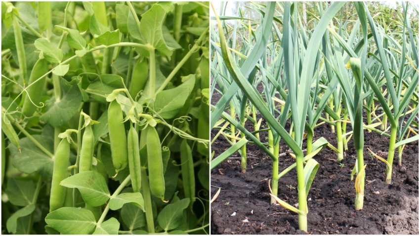 Несумісні сусіди ─ горох і часник Несумісні сусіди ─ горох і часник