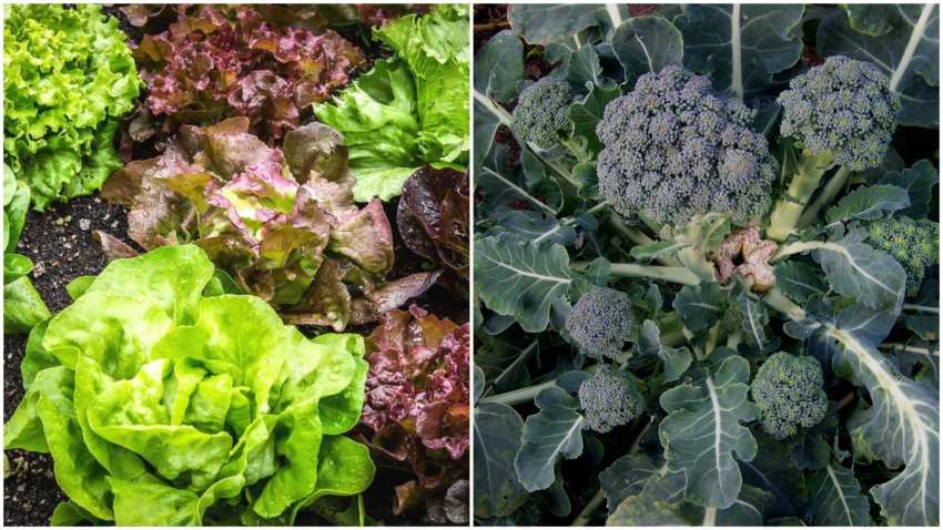 Несумісні сусіди ─ салат латук і брокколі Несумісні сусіди ─ салат латук і брокколі