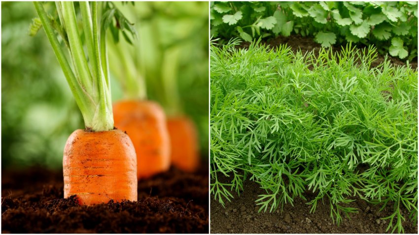 Несумісні сусіди ─ морква і укроп Несумісні сусіди ─ морква і укроп