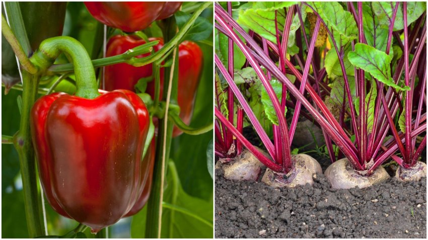 Несумісні сусіди ─ перець і буряк Несумісні сусіди ─ перець і буряк