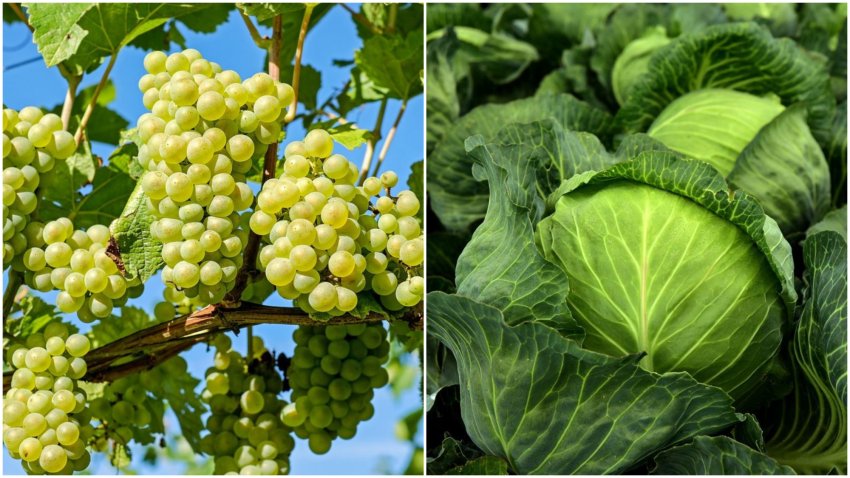 Несумісні сусіди ─ виноград і капуста Несумісні сусіди ─ виноград і капуста