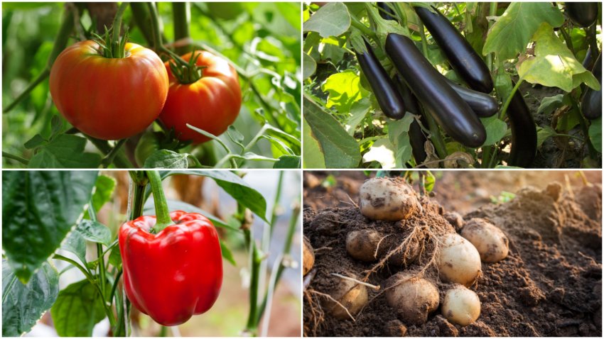 Несумісні сусіди ─ томати, баклажани, перець та картопля Несумісні сусіди ─ томати, баклажани, перець та картопля
