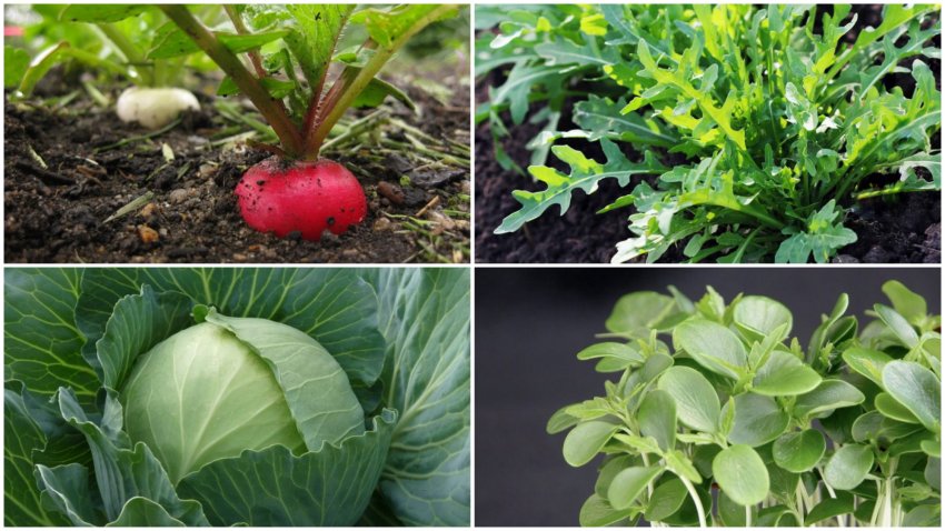 Несумісні сусіди ─ редиска, руккола, капуста та крес-салат Несумісні сусіди ─ редиска, руккола, капуста та крес-салат