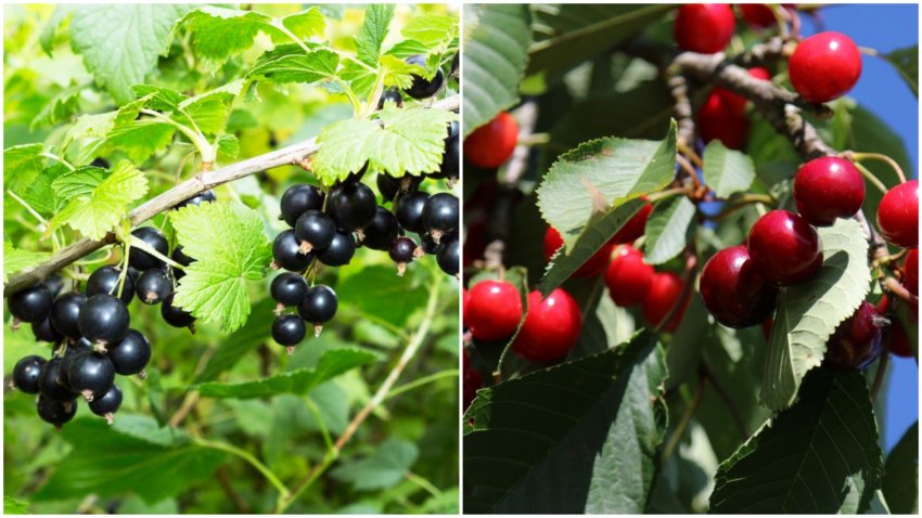 Несумісні сусіди ─ смородина і вишня Несумісні сусіди ─ смородина і вишня