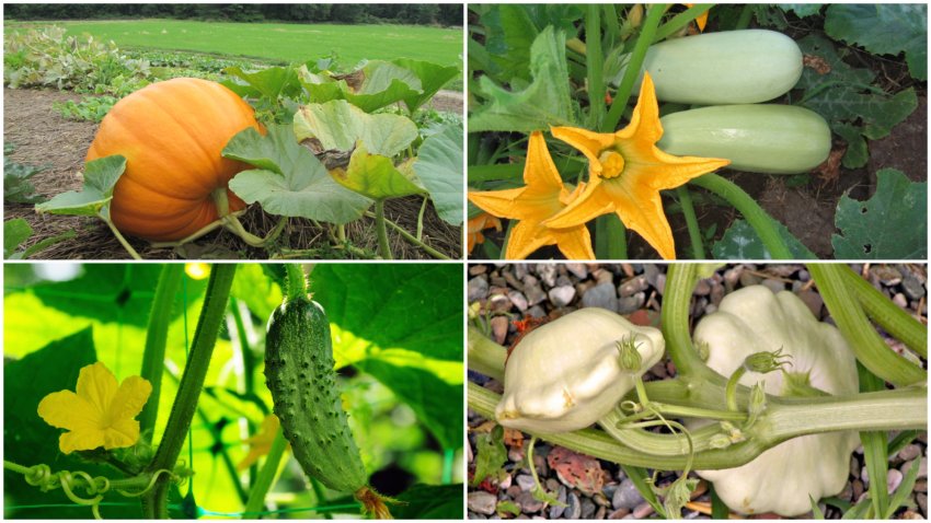Несумісні сусіди ─ гарбузи, кабачки, огірки та патисони Несумісні сусіди ─ гарбузи, кабачки, огірки та патисони