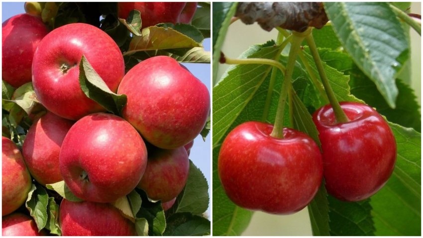 Несумісні сусіди ─ яблуня і вишня Несумісні сусіди ─ яблуня і вишня