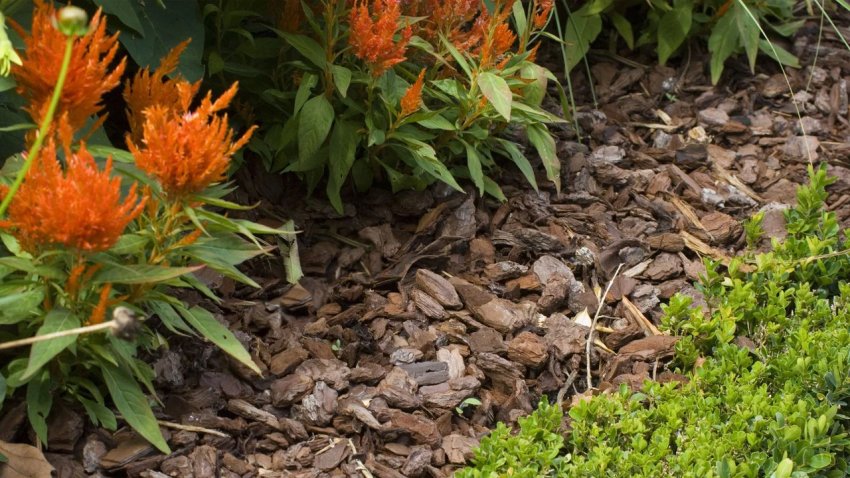 Всі «за» та «проти» використання мульчі в огороді