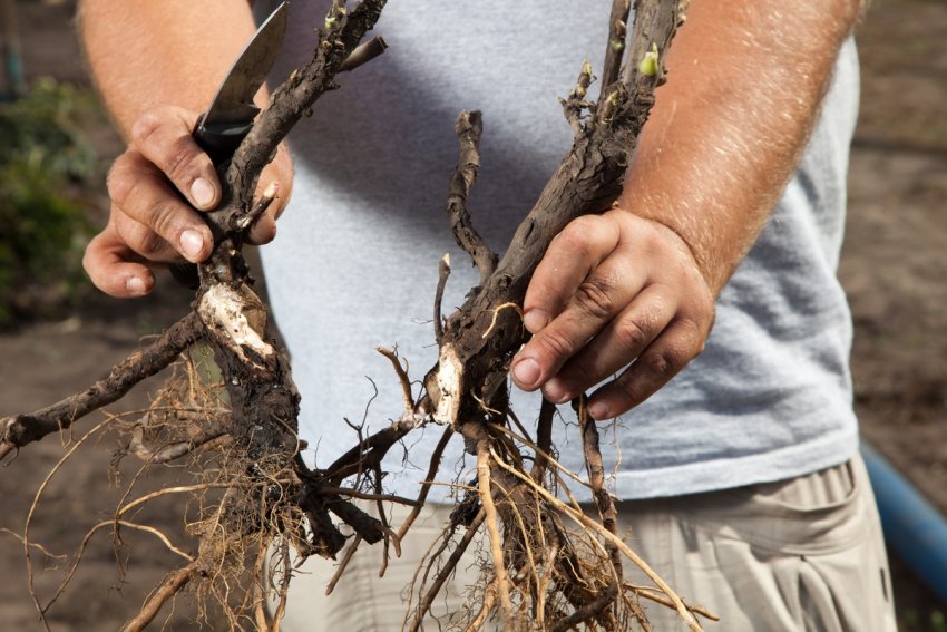 Ділення піонів