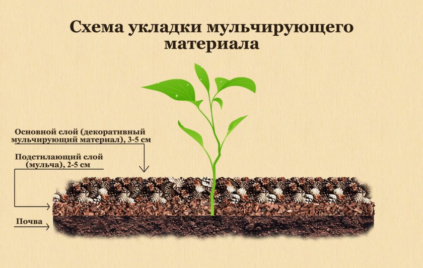 Схема укладки мульчирующего материала Схема укладки мульчирующего материала