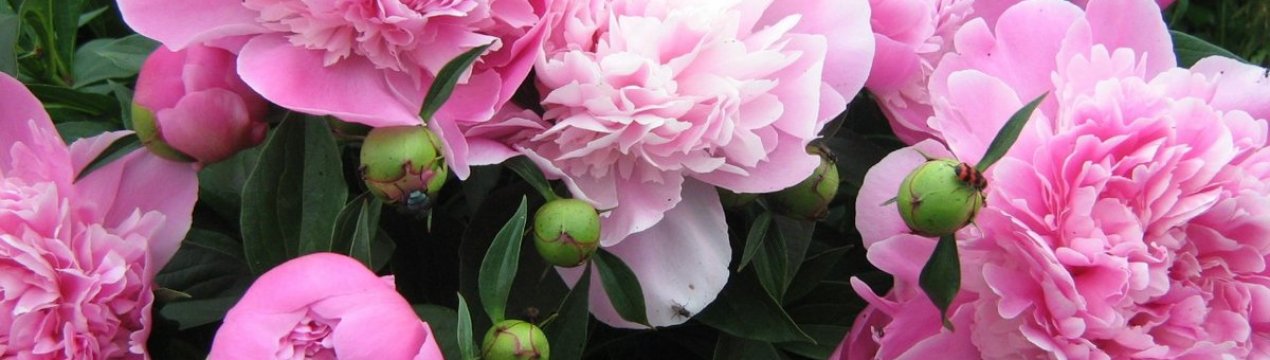 7 секретів рясного цвітіння піонів