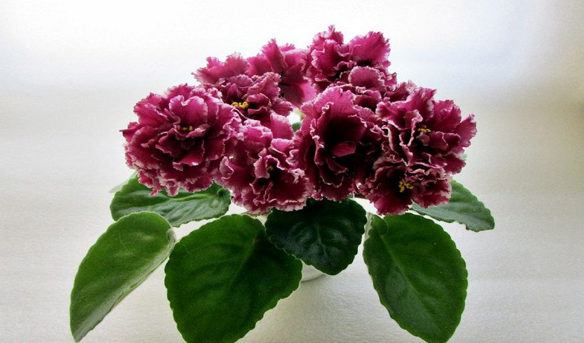 Фіалка маджента Фіалка маджента