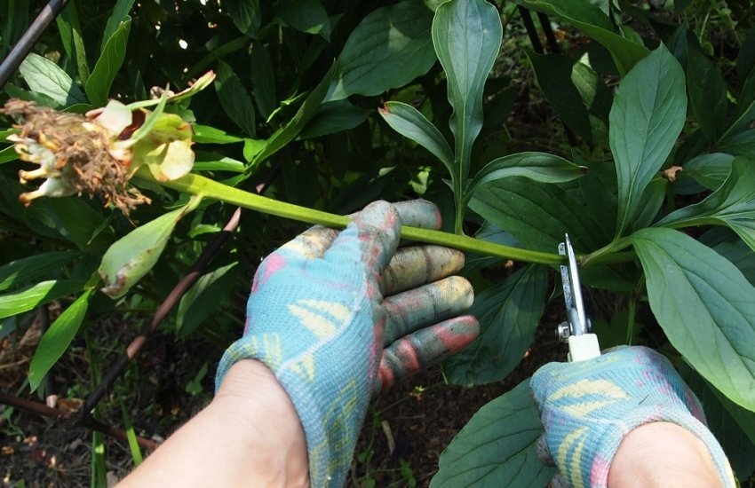 Обрізка піонів