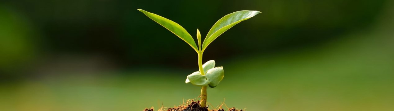 Найкращі поради з покращення ґрунту в саду