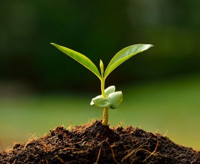 Найкращі поради з покращення ґрунту в саду