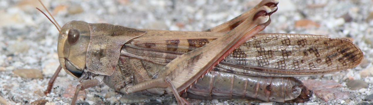 Пакистан закликає оцінити збитки врожаю та відшкодування фермерам