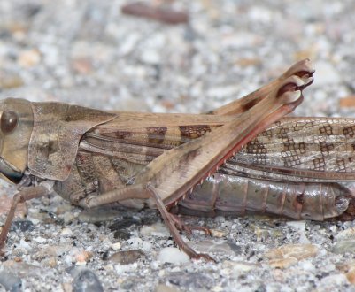 Пакистан закликає оцінити збитки врожаю та відшкодування фермерам