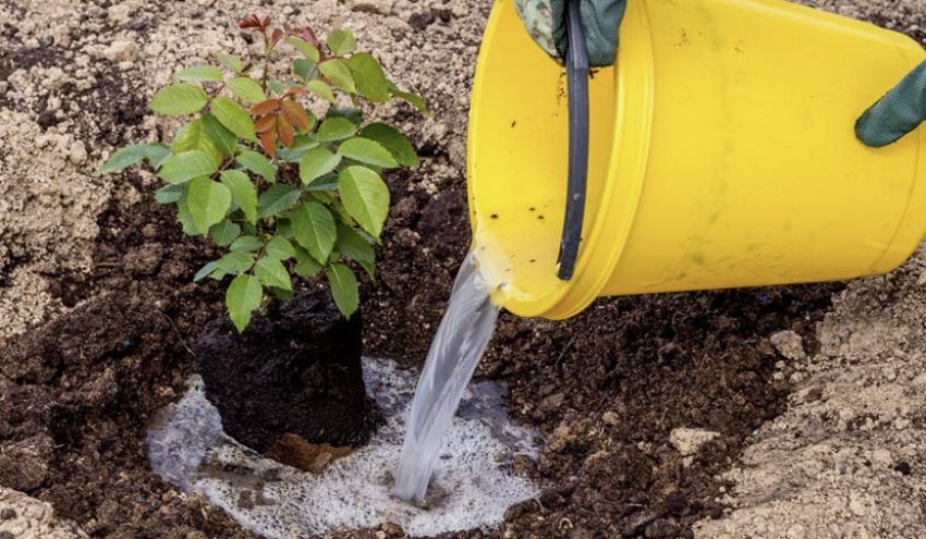 Полив троянд