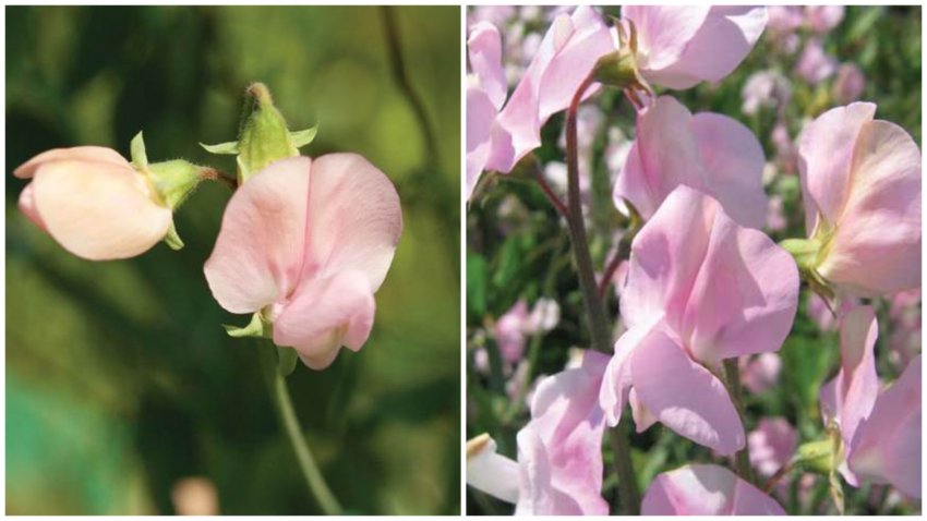 Душистий горошок сорту Жанет