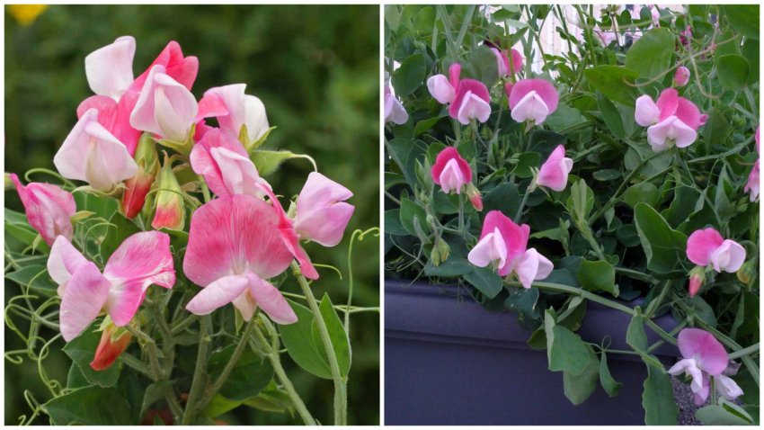 Ароматний горошок сорту Купідон