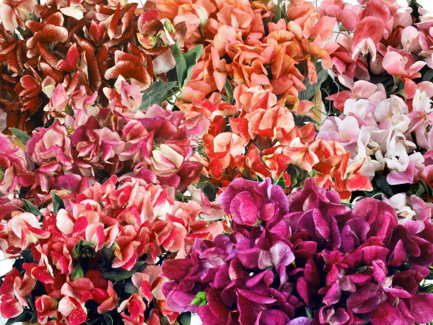 Ароматний горошок сорту Фантазія