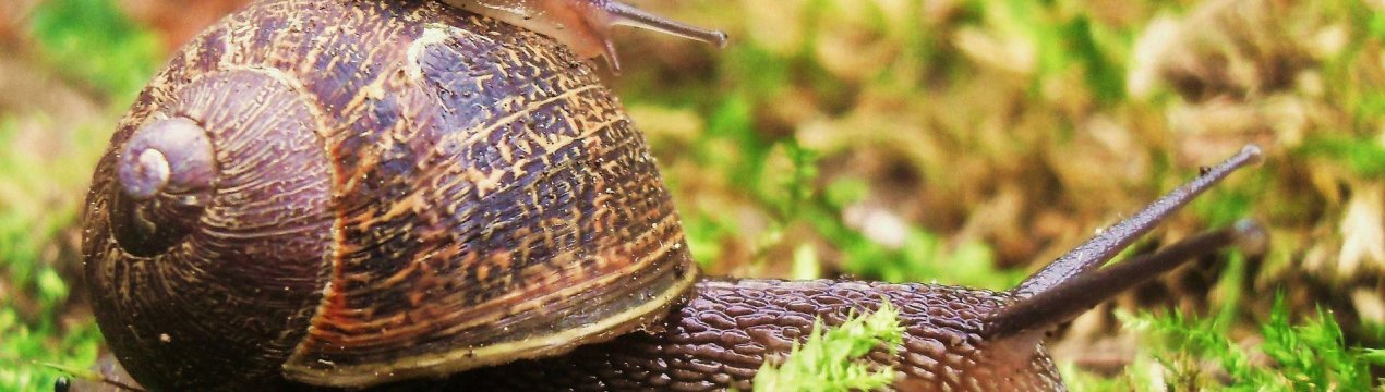 Як позбутися від слимаків на ділянці