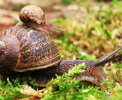 Як позбутися від слимаків на ділянці