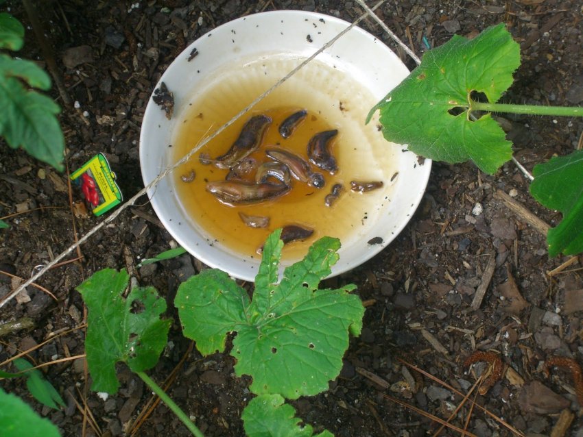 Пивні пастки Пивні пастки