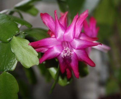 Чому в'яне декабрист і як його врятувати