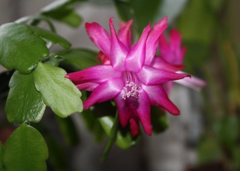 Чому в'яне декабрист і як його врятувати