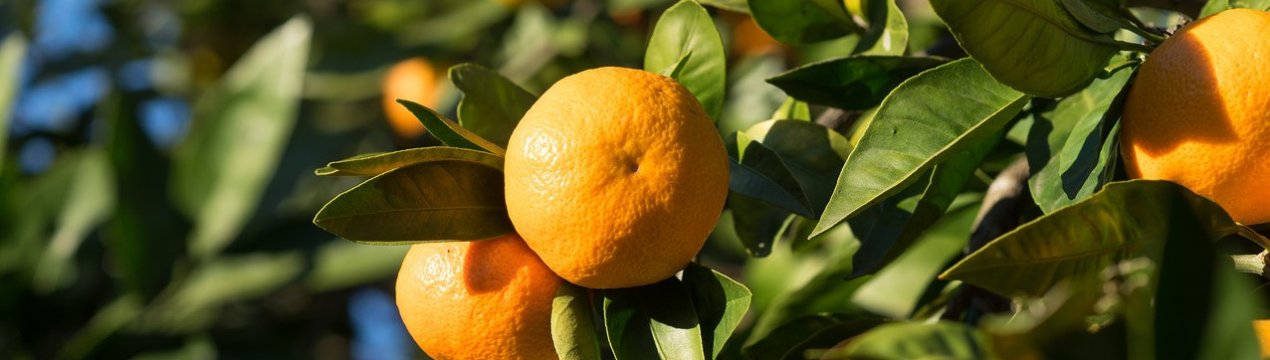 Китай: засуха привела до значного впадіння урожаю мандаринів