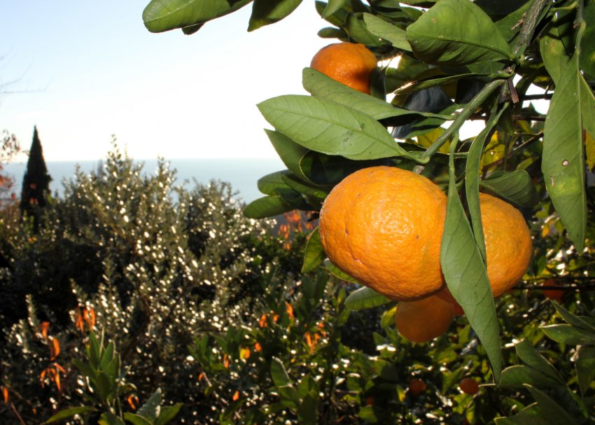 Умови у Гуансі сприятливі для вирощування мандаринів Умови у Гуансі сприятливі для вирощування мандаринів