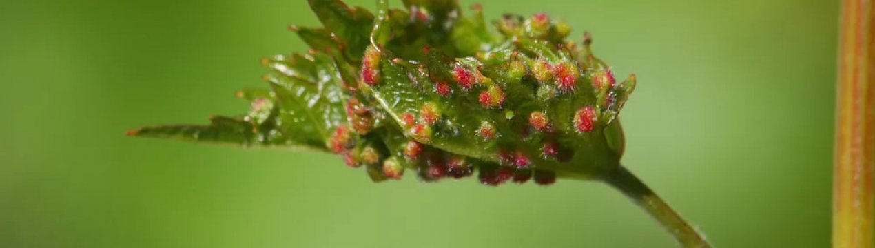 Виноградна філоксера: опис із фотографіями, методи лікування