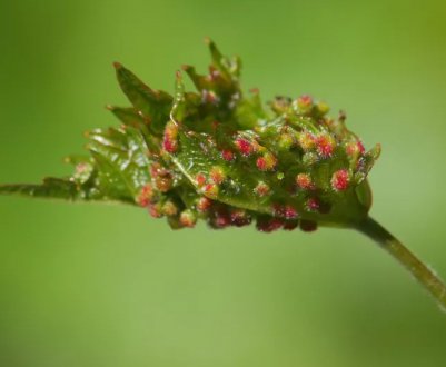 Виноградна філоксера: опис із фотографіями, методи лікування