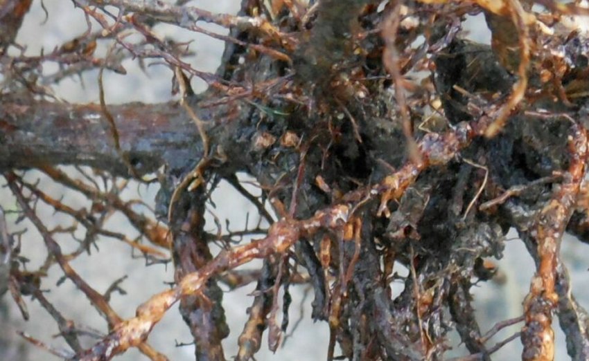 Коренева філоксера