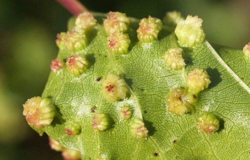 Листова філлоксера на винограді