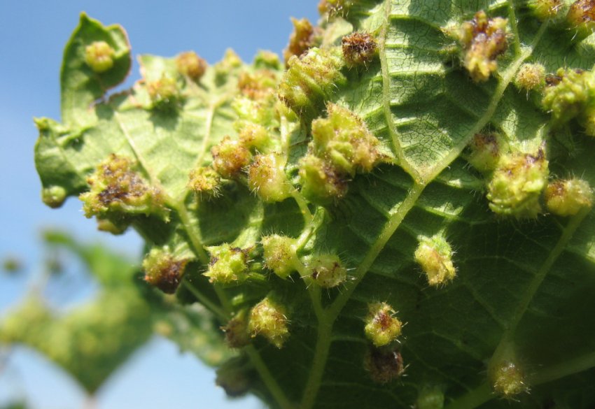 Признаки зараження винограду філлоксерою