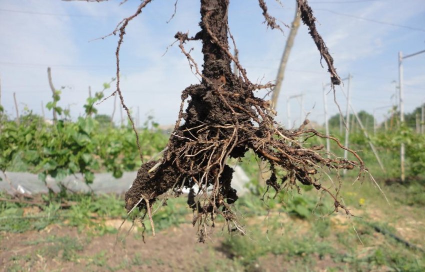 Видалення уражених комахами екземплярів
