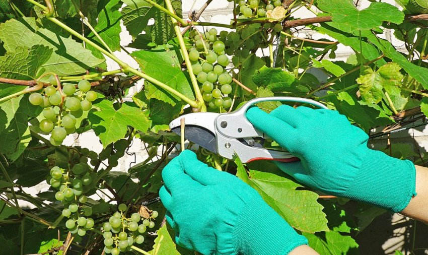 Уход за виноградом
