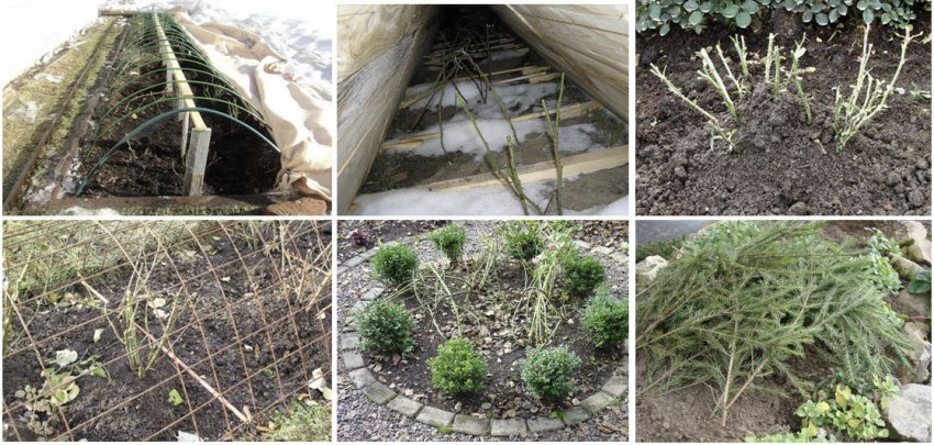 Укриття троянд на зиму