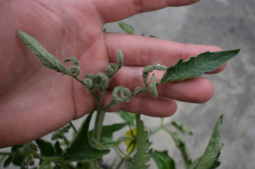 Скручені листки