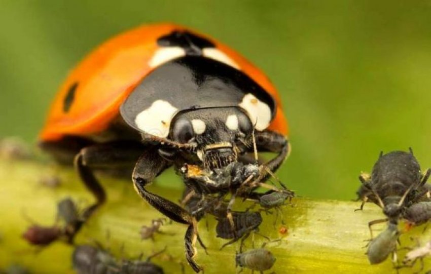 Божа коровка